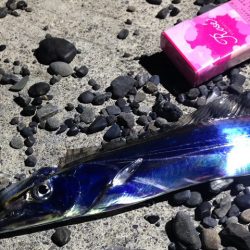 太刀魚　連日釣果がありすぎて載せきれません